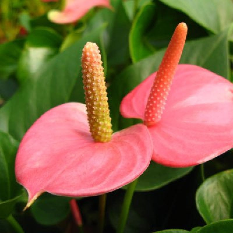 Pink Anthurium flower seeds
