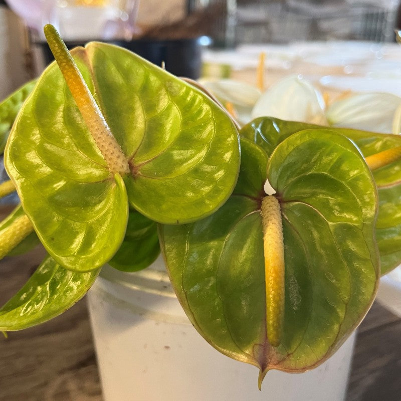 Green Anthurium flower seeds