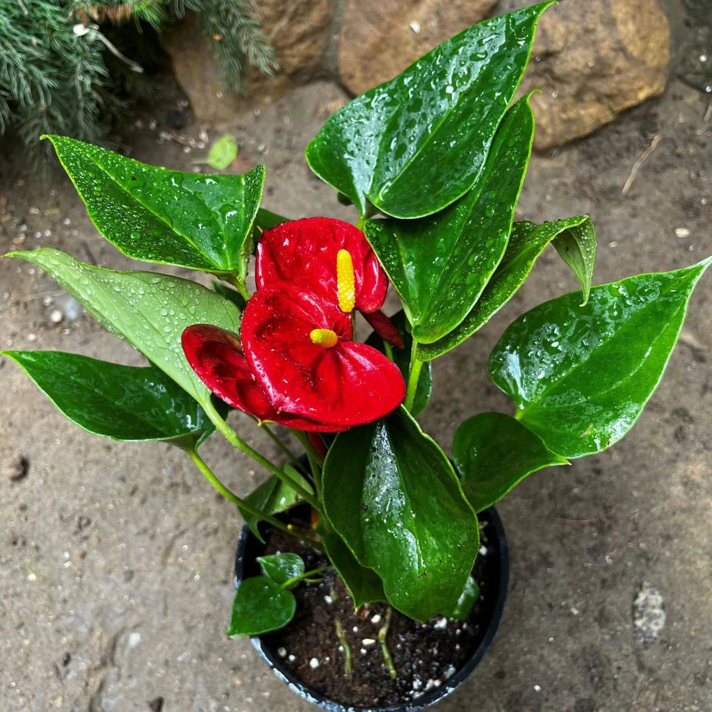 Deep Red flower seeds