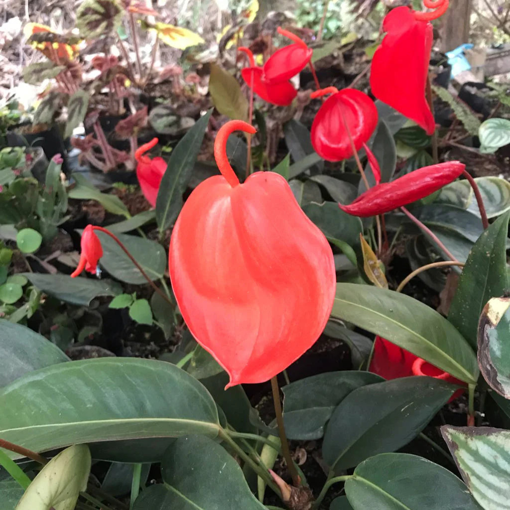 Anturio flower seeds