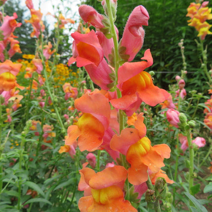 Antirrhinum Majus Snapdragon plant