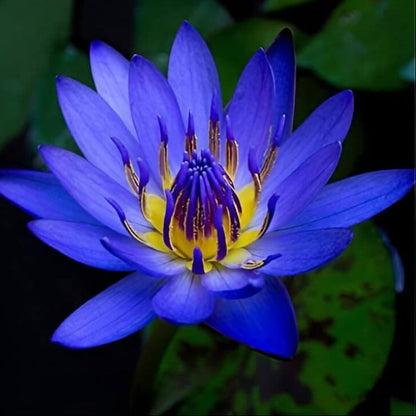 Aquatic plant