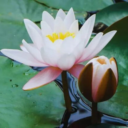 Aquatic plant