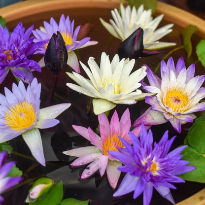 Aquatic plant