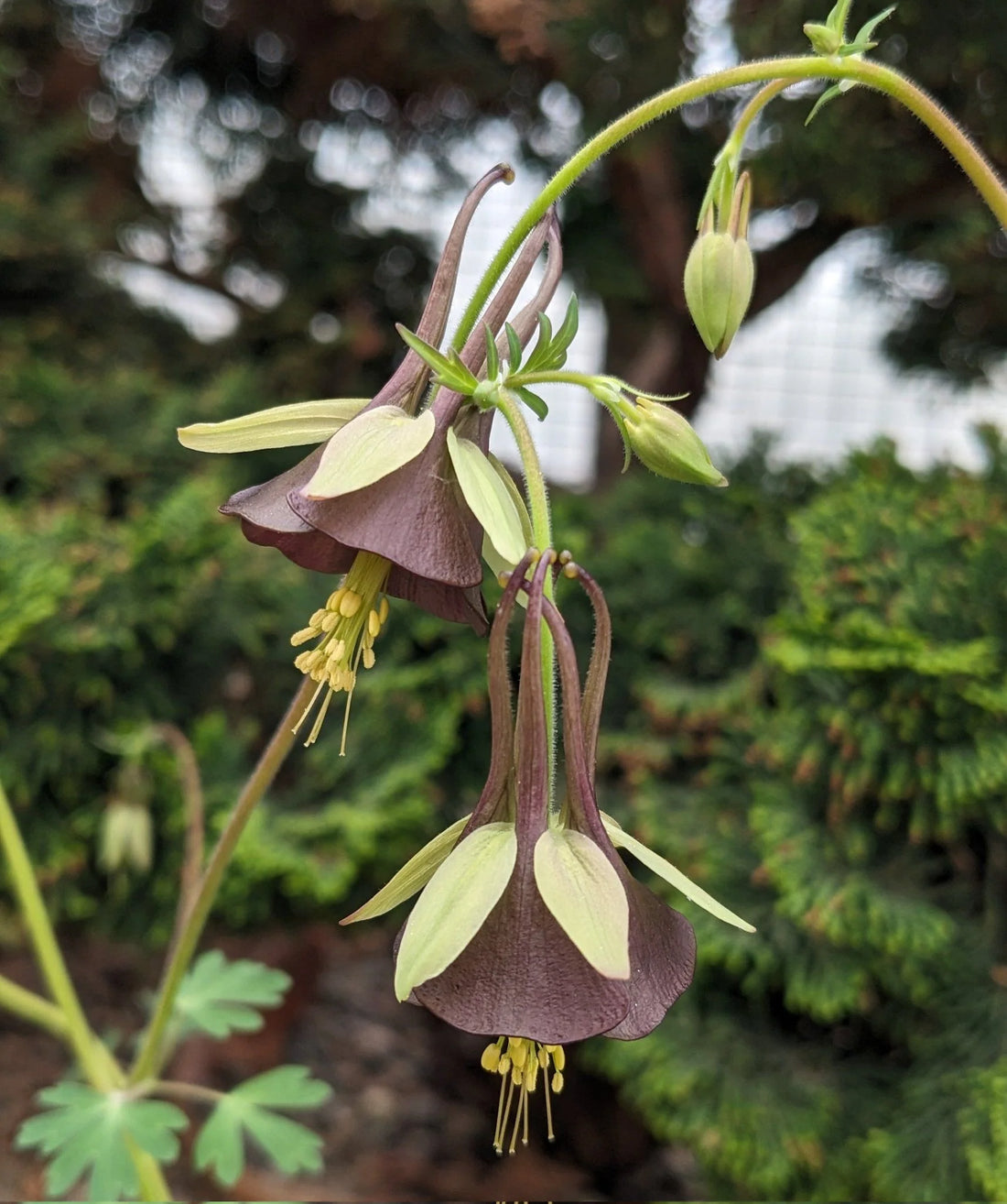 Columbine Viridiflora flower seeds