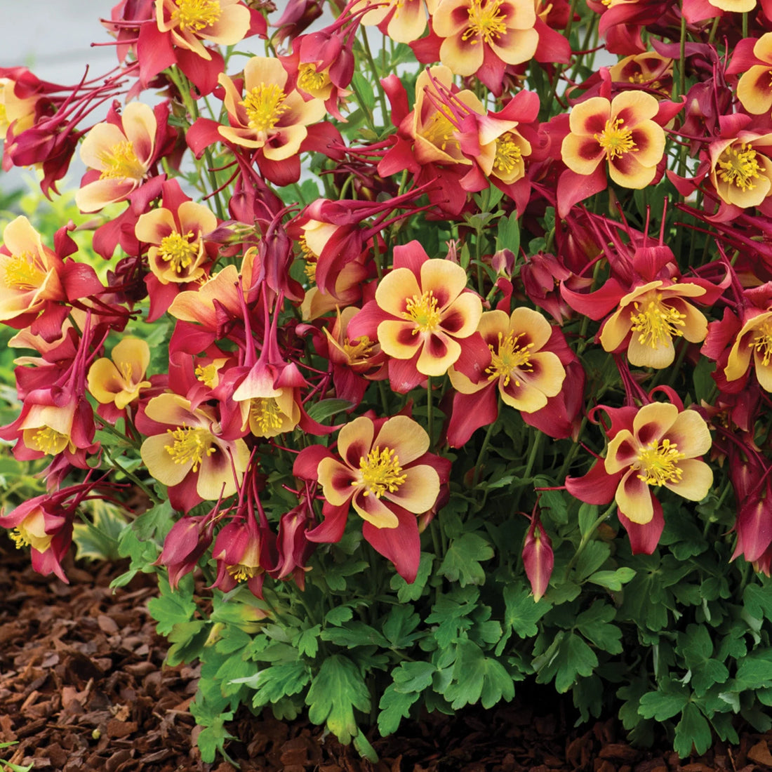 Red Yellow flower seeds
