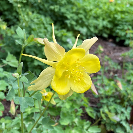 Yellow Aquilegia flower seeds