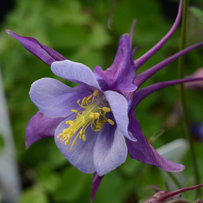 Purple Aquilegia flower seeds
