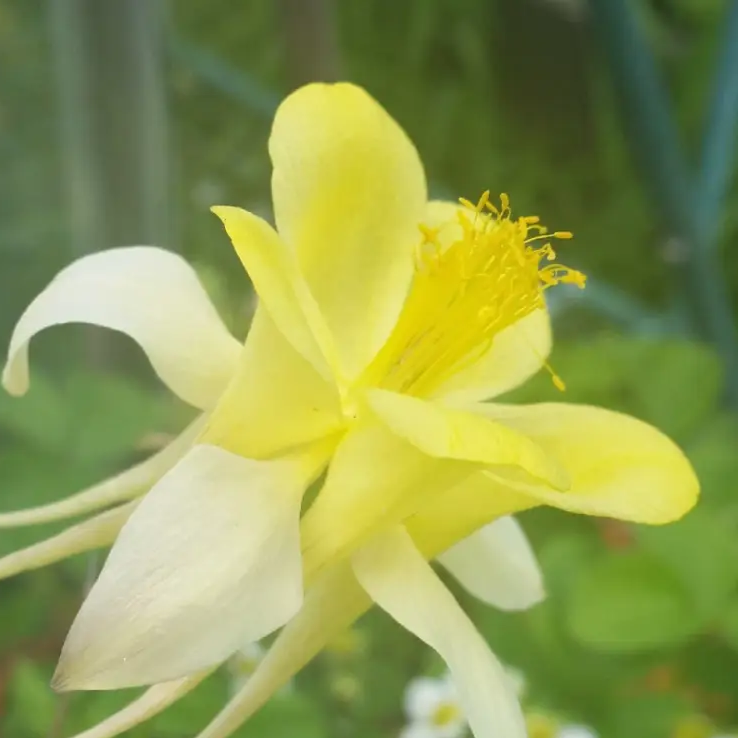 Bright Yellow Aquilegia plant