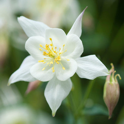 White Aquilegia flower seeds