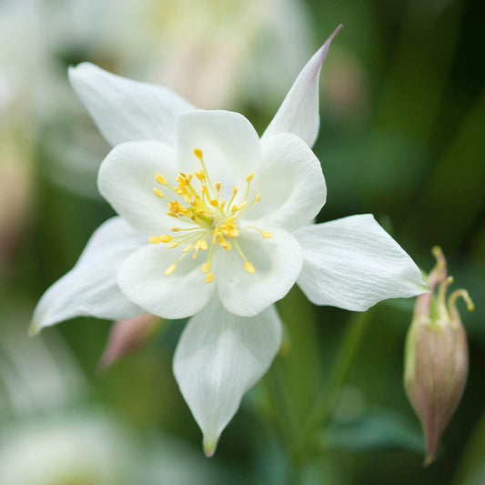 White Aquilegia flower seeds