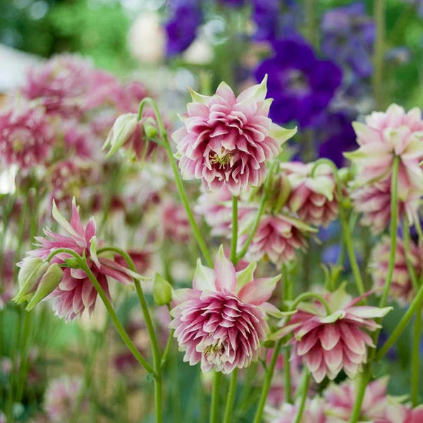 Barlow Columbine flower seeds