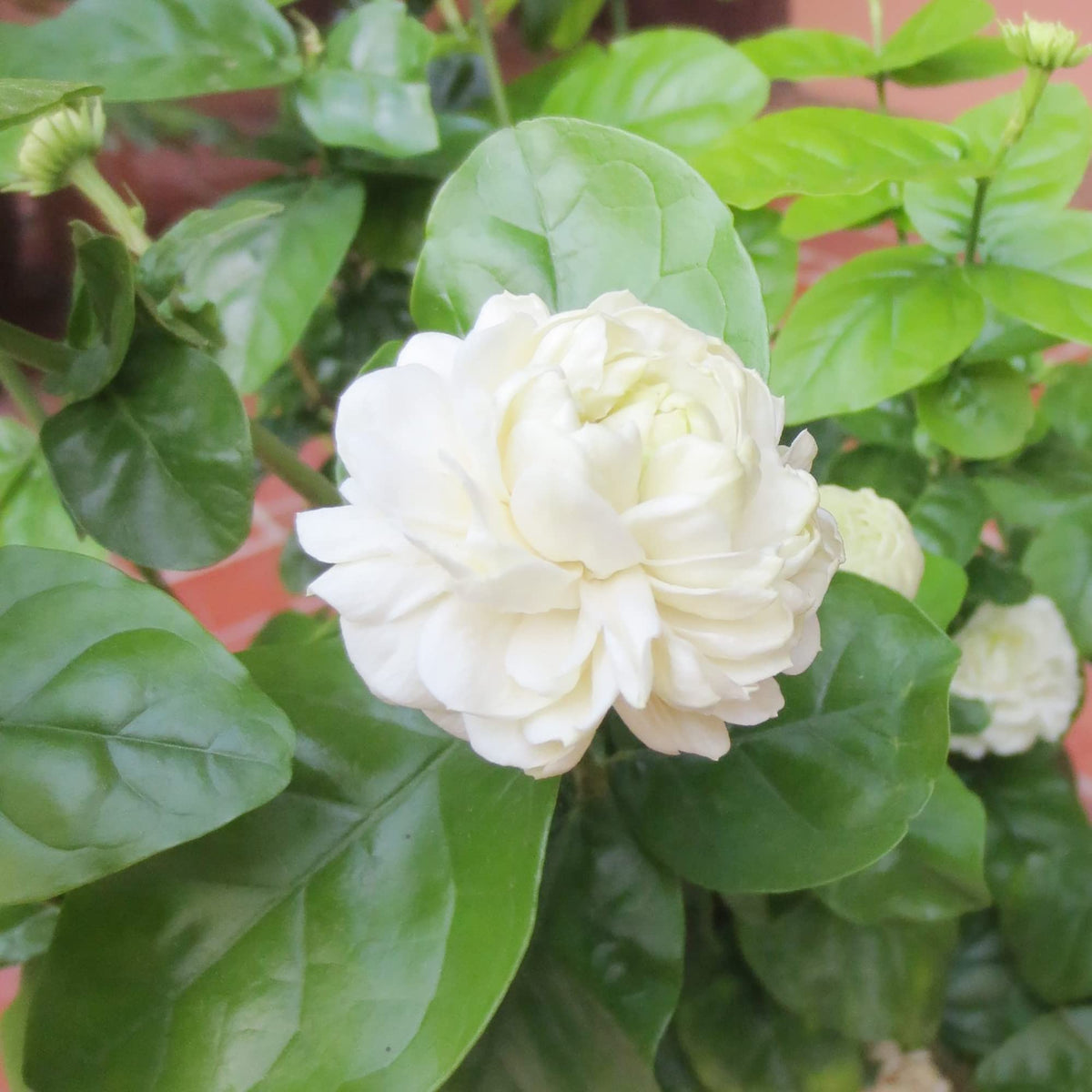 Blooming Arabian Jasmine plant