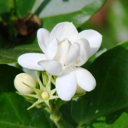 Blooming Arabian Jasmine plant