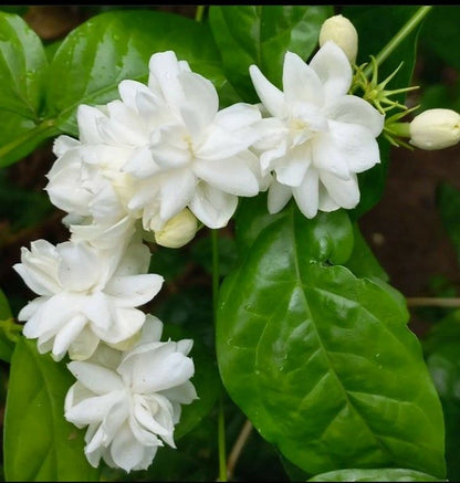 Arabian Jasmine Jasminum sambac white fragrant flowers and glossy green foliage
