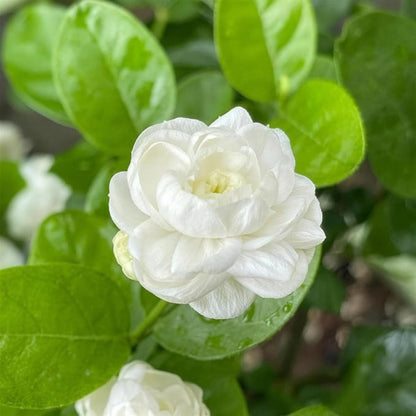 Arabian Jasmine Jasminum sambac white fragrant flowers and glossy green foliage