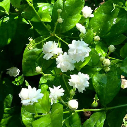 Arabian Jasmine plant