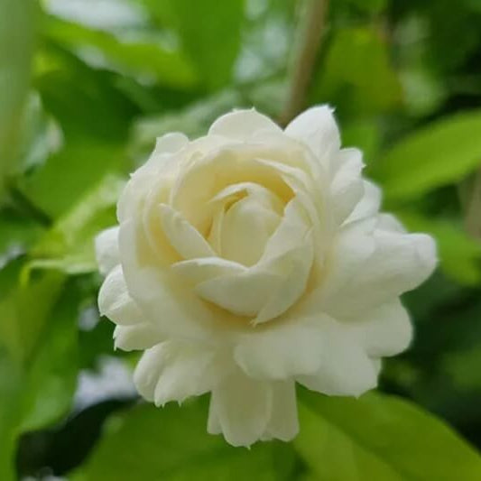 Arabian Jasmine plant
