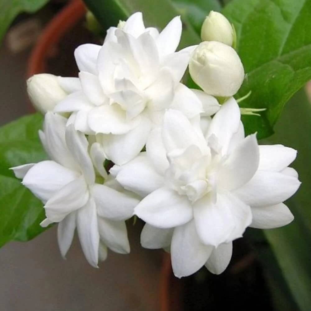 Arabian Jasmine plant