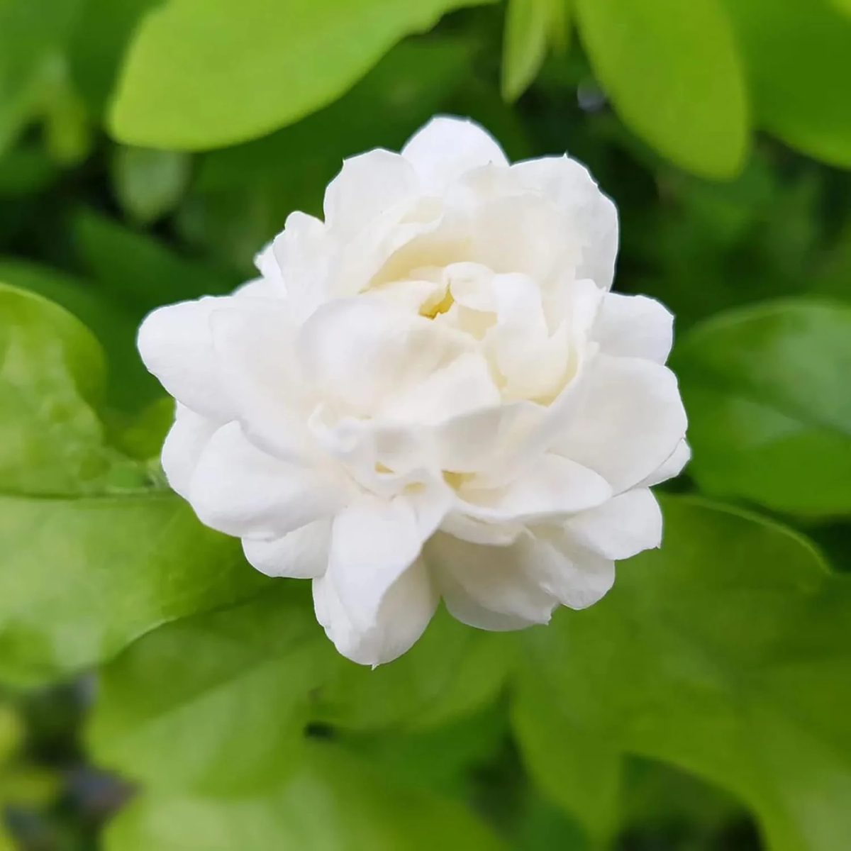 Blooming Arabian Jasmine plant