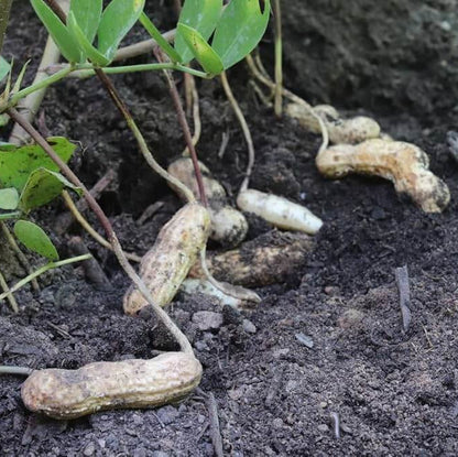 Arachis Hypogaea plant