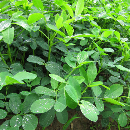 Arachis Hypogaea plant