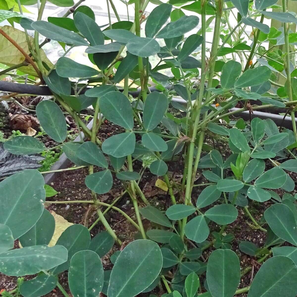 Arachis Hypogaea plant