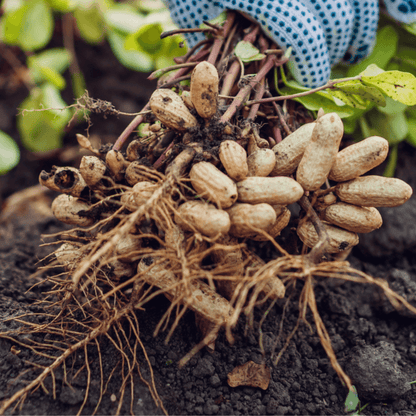 Arachis plant