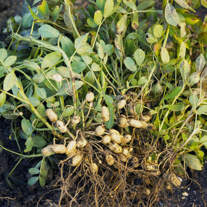 Arachis plant