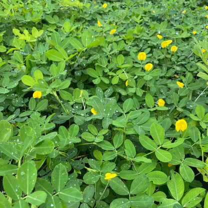 Arachis plant