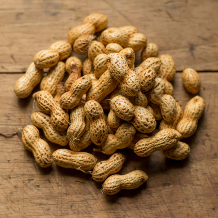 Arachis plant