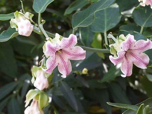 Araujia flower seeds
