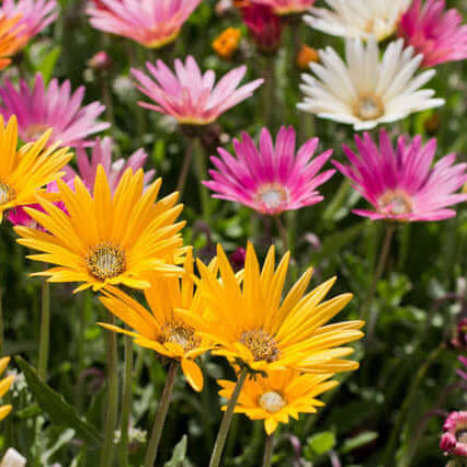 Rollier African Daisy plant