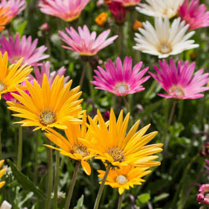 Rollier African Daisy plant
