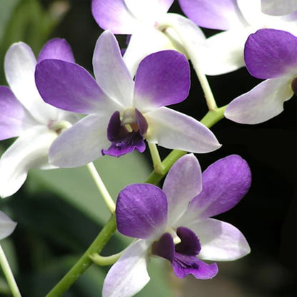 Sky Blue Dendrobium Flower Seeds for Planting – Heirloom Non-GMO Garden Seeds