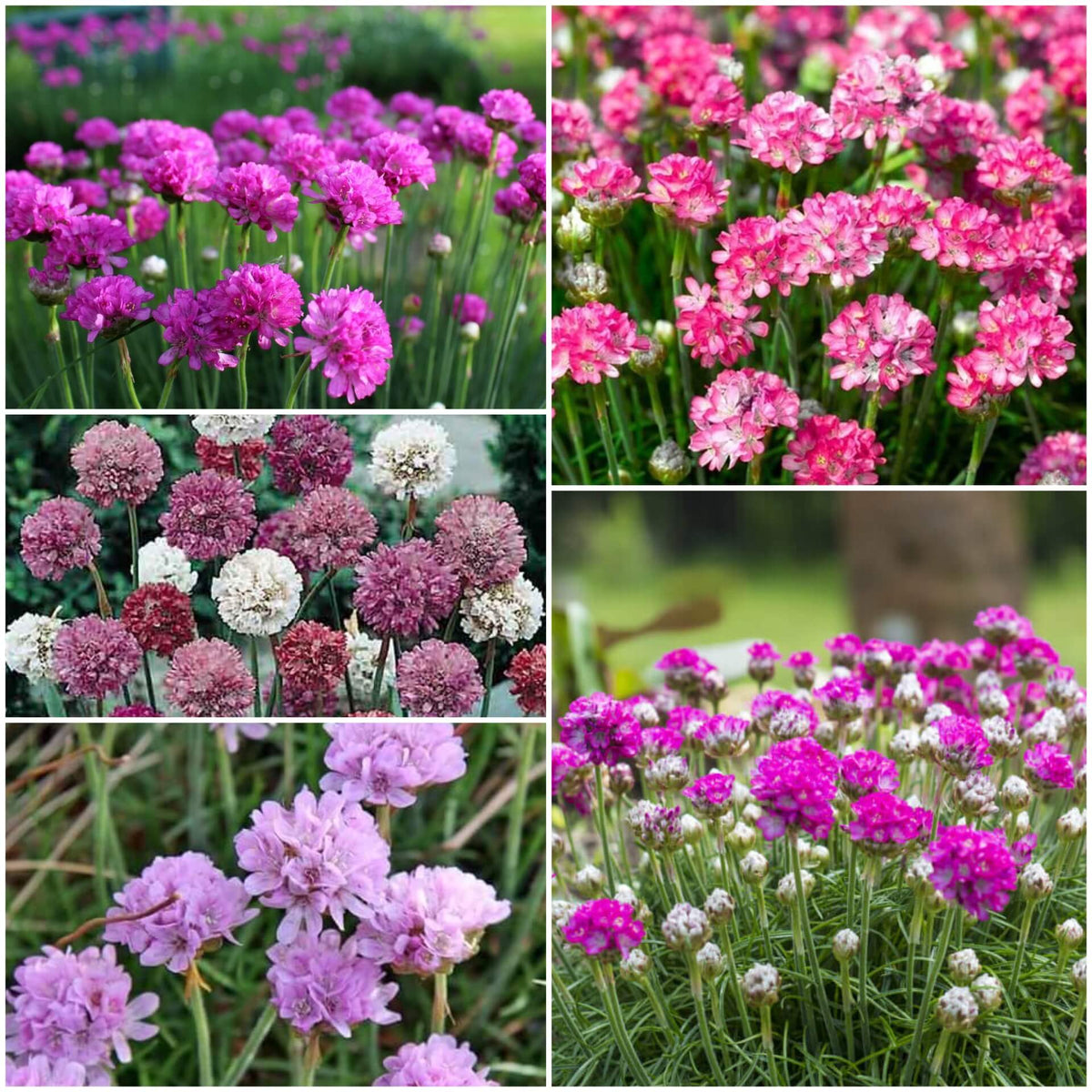 Armeria plant