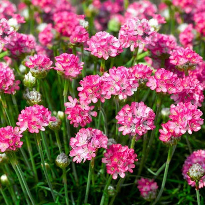 Armeria plant