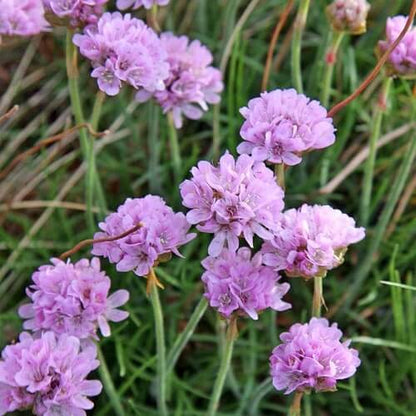 Armeria plant