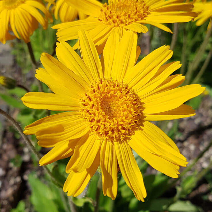 Yellow Mountain flower seeds