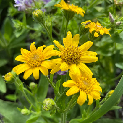 Arnica flower seeds