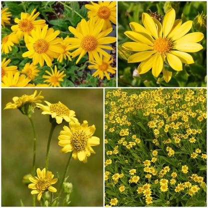 Arnica plant