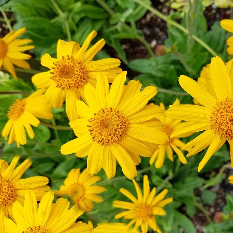 Arnica plant