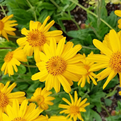 Arnica plant