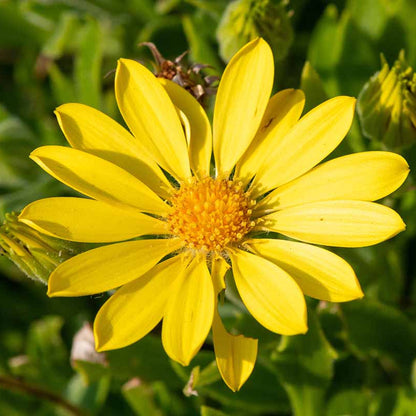 Arnica plant