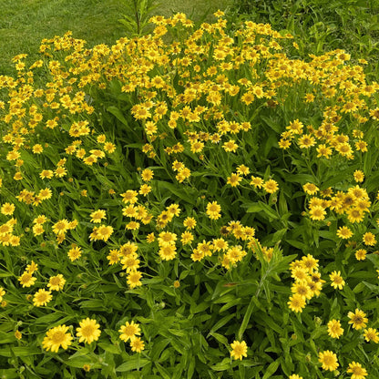 Arnica plant
