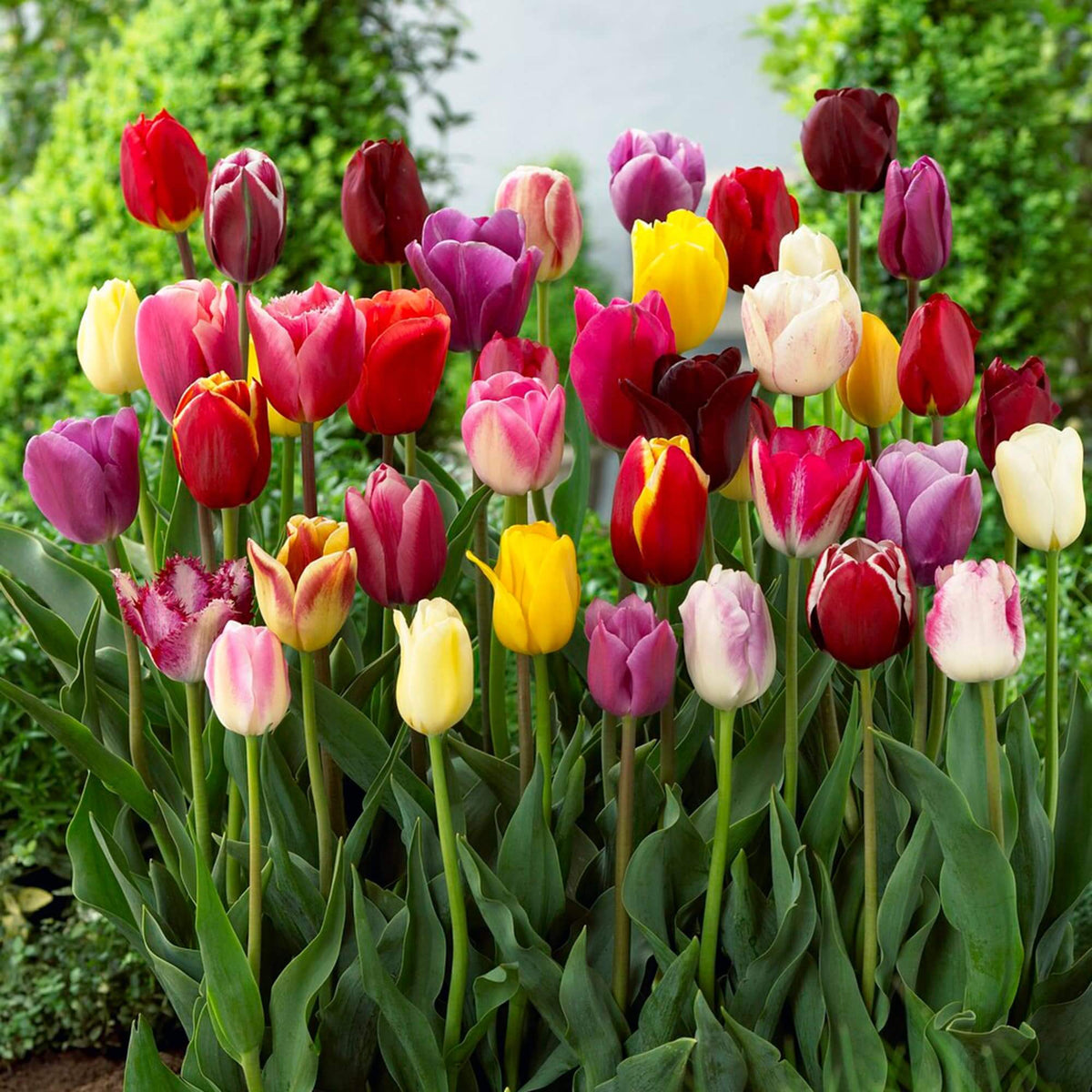 Aroma Tulip plant