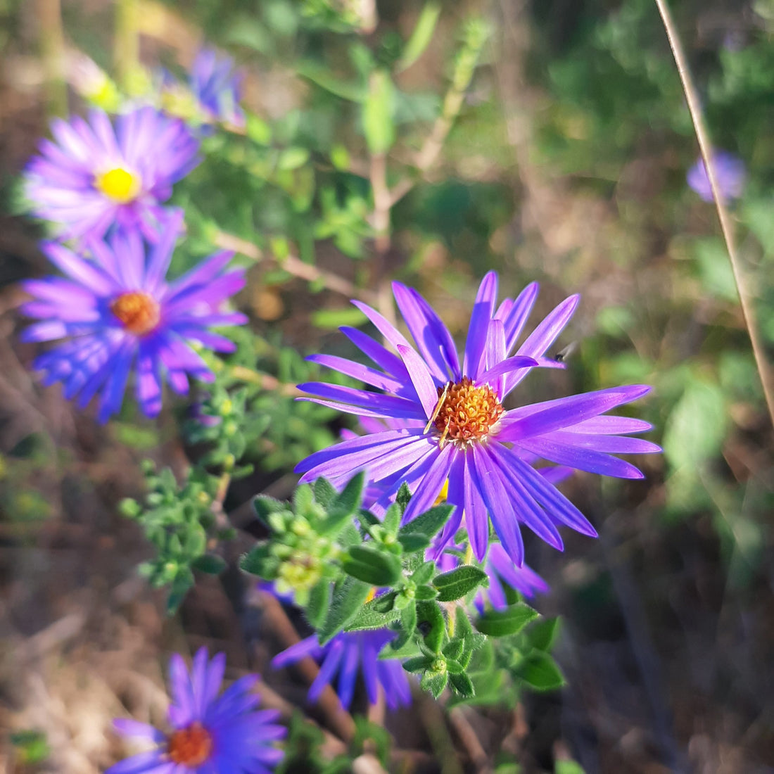 Aromatic Aster flower seeds
