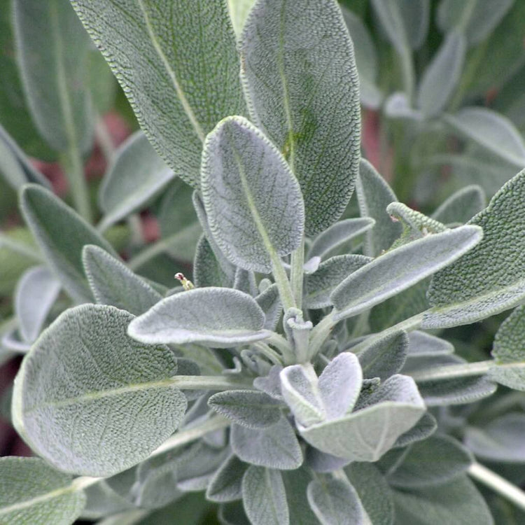 Aromatic Sage plant