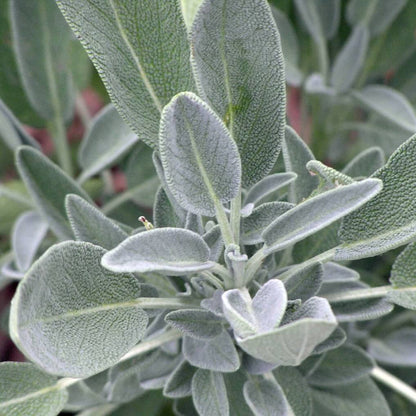 Aromatic Sage plant