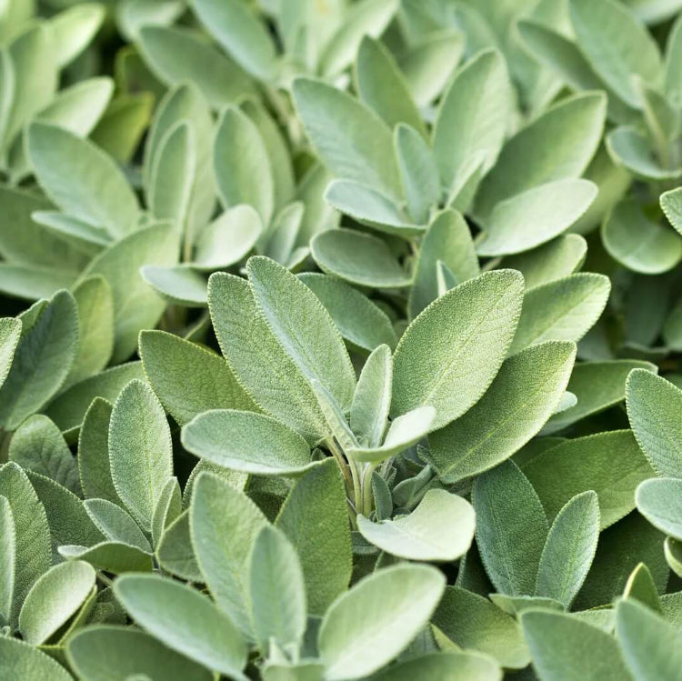 Aromatic Sage plant